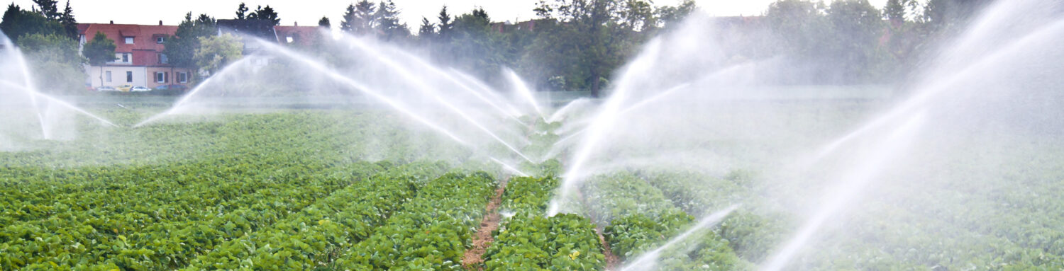Water spray on an agricultural strawberry field